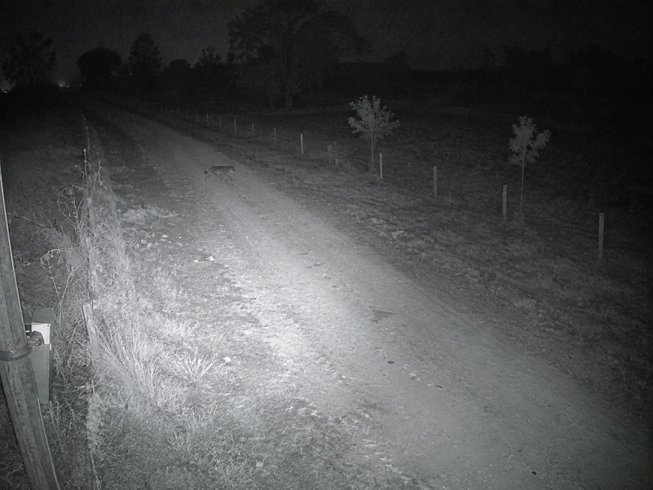 Estrada de terra cercada, à noite, em imagem infravermelha de câmera de segurança, com um cachorro atravessando a trilha marcado por moldura azul de detecção